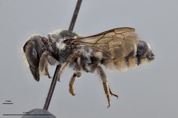 Media type: image;   Entomology 791080 Aspect: habitus lateral view